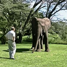 Q&A with Lawrence Anthony, author of The Elephant Whisperer